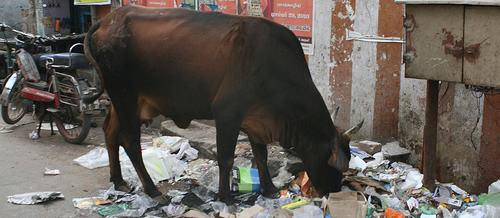 Cow eating plastic