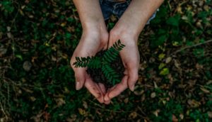 Fern in hand