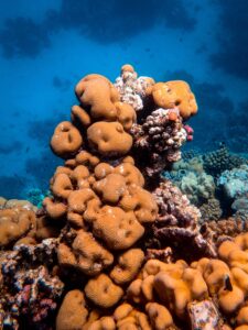 Bath Sea Sponge — Dirty Mermaid
